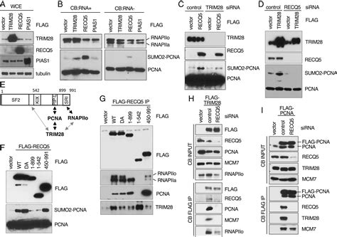 Trim Functions As The Sumo E Ligase For Pcna In Prevention Of