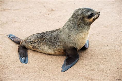 Cute Baby of Sea Lion Alone on the Beach. Namibian Coast Stock Image ...