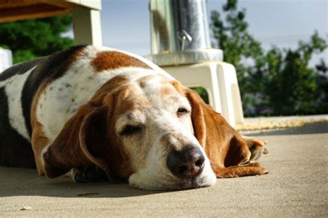 Razones Por Las Que Un Basset Hound Se Lame O Muerde Las Patas Con