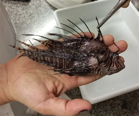 FOTOS Pesquisadores encontram segundo peixe leão no RN animal