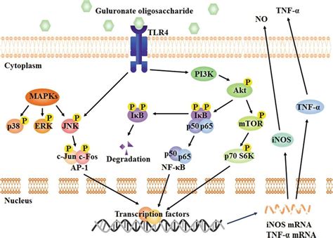 Macrophage Polarization Pathway