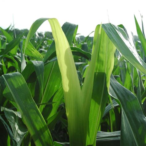 Corn Plant Yellow Leaves - Plant Ideas