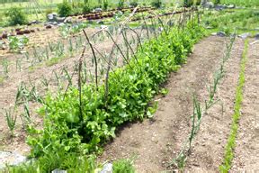 Slow Food Garten In Andernach Eich Slow Food Deutschland