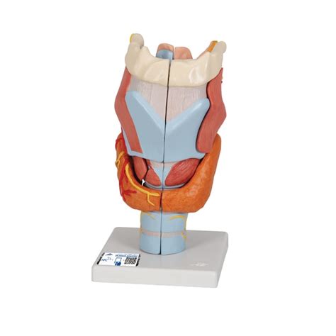 3B Scientific Larynx Model - includes 3B Smart Anatomy Larynx Model; 12 ...