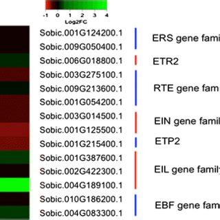 Gene Expression Comparison Of High Biomass And Low Biomass Group For