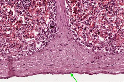 Aandp1 Lab Histology Flashcards Quizlet