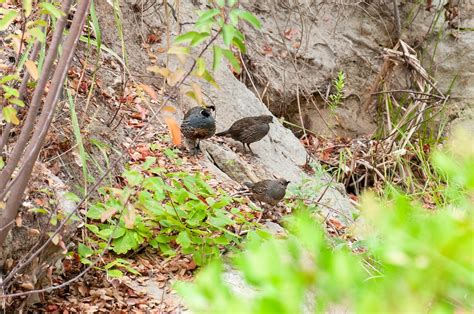 Ebird Checklist Sep Laguna Coast Wilderness Park Species