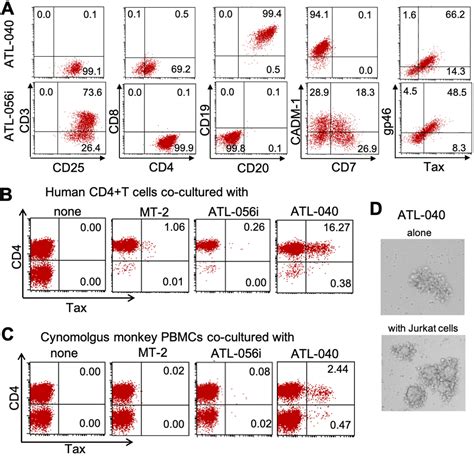 Establishment Of A Cynomolgus Macaque Model Of Human T Cell Leukemia