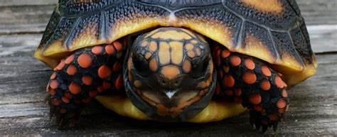 Red footed tortoise lifespan | How long does a red foot tortoise live?