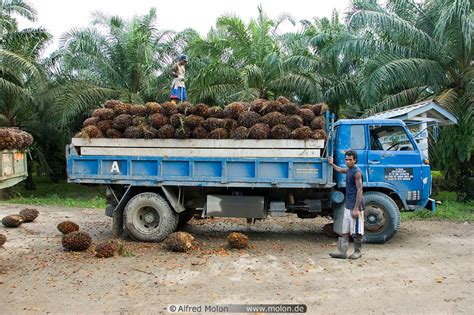 Photo Of Truck Carrying Oil Palm Fruit Clusters Oil Palm Plantations