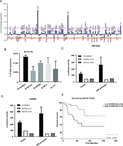 Apobec3b Gene Expression Is Regulated By Gata3 A Apobec3b Gene