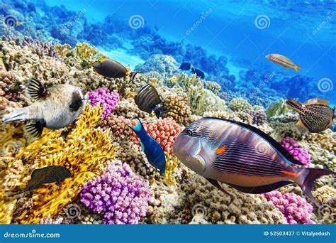 Mondo Subacqueo Con I Coralli Ed Il Pesce Tropicale Immagine Stock