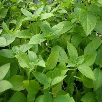 Basilic Citron Ocimum Citriodorum Graines Alsagarden