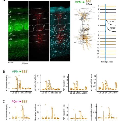 Vpm And Pom Input To Gabaergic Vip Neurons Across Layers In Ws A An