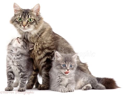 Fluffy Tabby with grey kittens photo WP01150