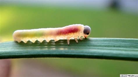 Caterpillar Insect Wallpapers - Top Free Caterpillar Insect Backgrounds - WallpaperAccess