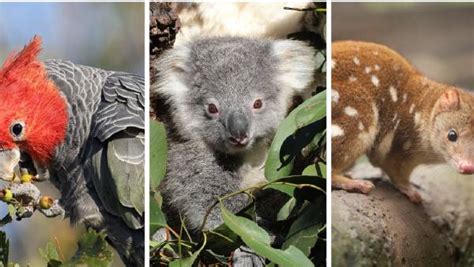 Eight endangered animals that may be living on your farm | Queensland ...