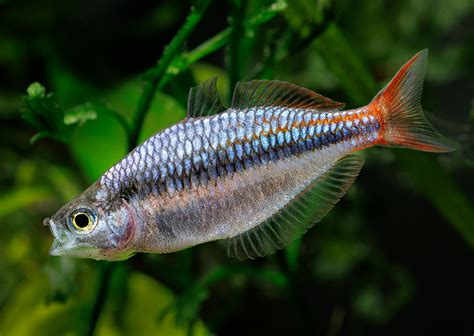 Regenbogenfische Im Aquarium Halten Und Züchten Haltung Journal