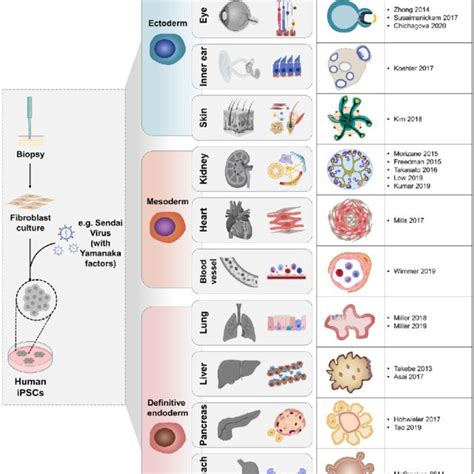 Overview Of The Scale Up Process For Organoid Applications Covering