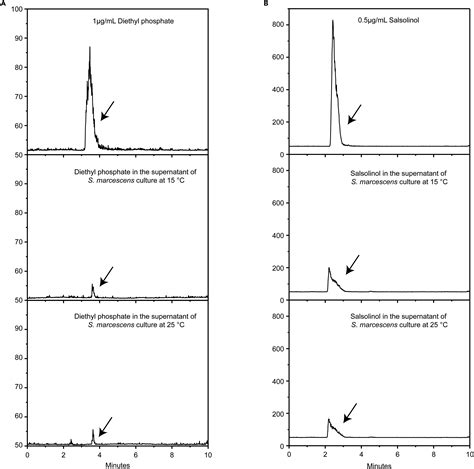 Temperature Regulated Metabolites Of Serratia Marcescens Inhibited