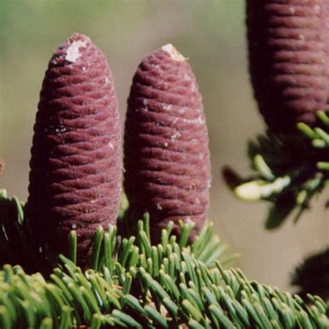 Buy Grand Fir (Abies Grandis) 25 seeds online :: Seeds :: HobbySeeds Store