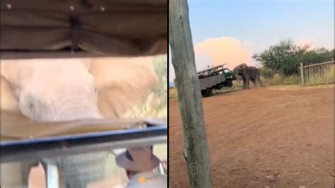 Viral Video Elephant Lifts Safari Truck In Terrifying Encounter At