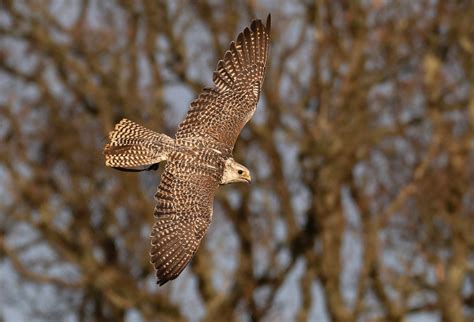 falconry experience centre falconryexperience