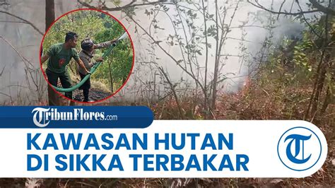 Breaking News Kawasan Hutan Lindung Egon Ilinmedo Sikka Terbakar