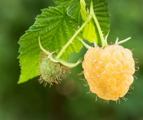 Yellow Raspberry Anne Bright Lane Gardens