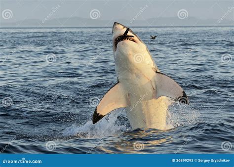 Great White Shark Breaching Stock Image - Image of risk, marine: 36899293