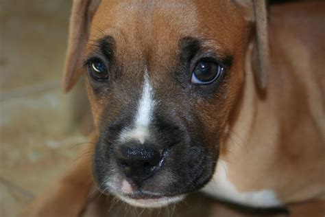 Boxer Puppy Dog · Free Photo On Pixabay