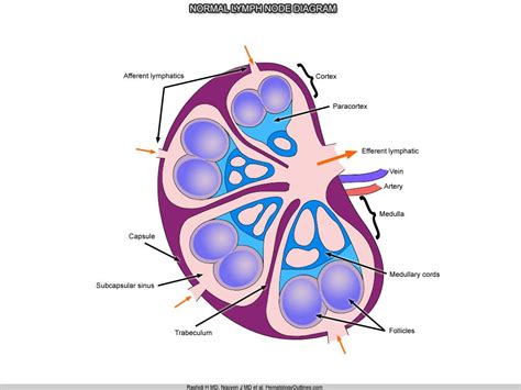 Labeled Diagram Of A Lymph Node