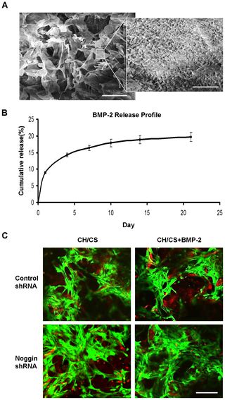 Enhanced Osteogenesis Of Adipose Derived Stem Cells With Noggin Suppression And Delivery Of Bmp 2