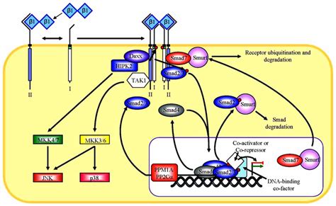 Smad Dependent And Independent Tgf Signaling Pathways Tgf Engagement