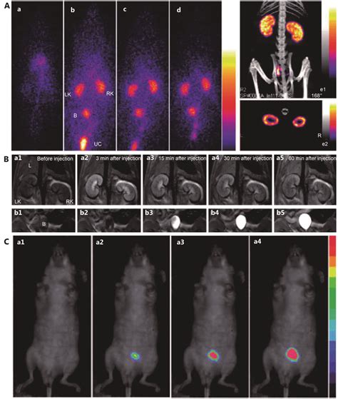 A Spect Ct In Vivo Imaging In Wistar Rats Planar Sequential