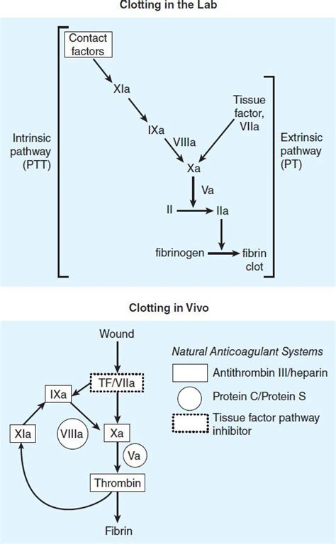 Drugs Used In Disorders Of Coagulation Basicmedical Key