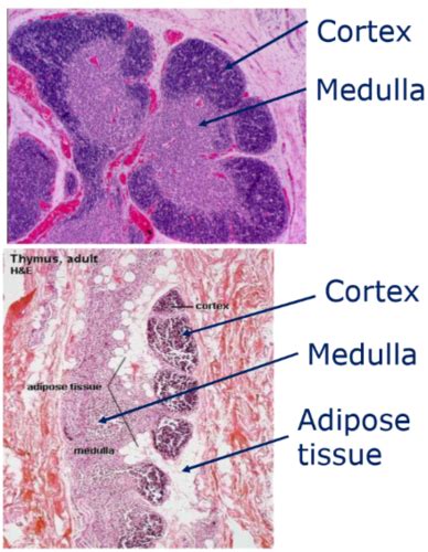 Lymphocyte Maturation Flashcards Quizlet