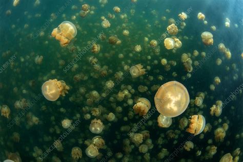 Golden Jellyfish Jellyfish Lake Palau Stock Image C