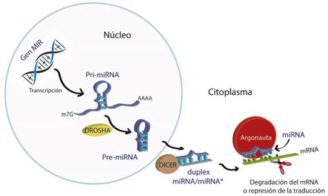 Micrornas Desde Su Descubrimiento Hasta Su Relevancia Actual Avance