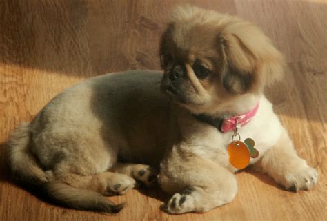 Pekingese puppy photo and wallpaper. Beautiful Pekingese puppy pictures