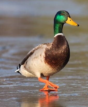 MALLARD DUCK FACTS