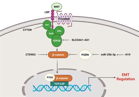 Role Of Lncrnas In Emt Regulation Via Wnt Catenin Signaling Pathway