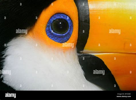 Toco toco toucan (Ramphastos toco) adult, close-up of face, Brazil Stock Photo - Alamy