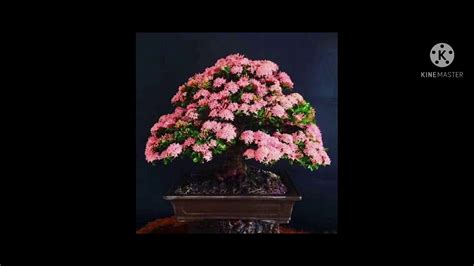 Inspirasi Buat Pecinta Bonsai Asoka IXORA YouTube