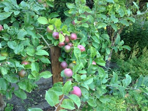 How To Make And Apply Homemade Fruit Tree Fertilizer [ Video