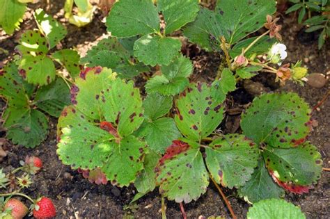 The Most Common Strawberry Plant Pests And Diseases Pickity