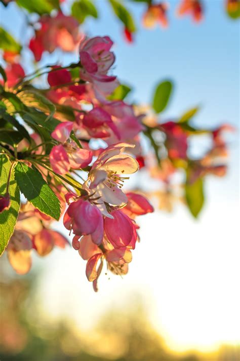 Kostenlose Foto Baum Natur Ast Bl Hen Licht Sonne