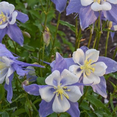 Songbird 'Blue Bird' - Columbine - Aquilegia hybrid | Proven Winners