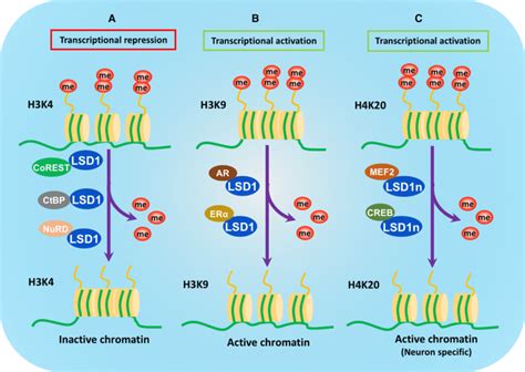 Substrate Specificity And Regulation Of Gene Expression By Lsd A The