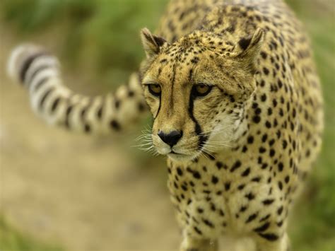 Cheetahs Glance Hd Wallpaper Rare Gallery